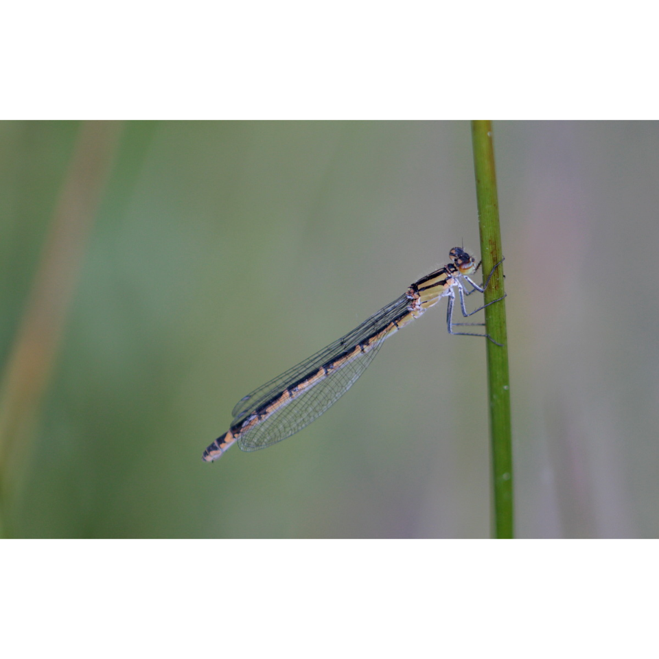 A damesfly (Enallagma cyathigerum)