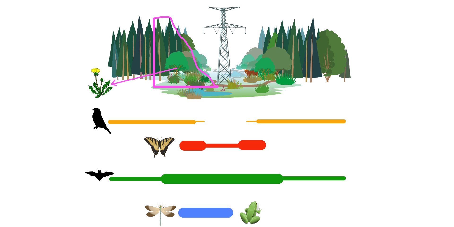 Schematic representation of the relevance of the groups studied in the different compartments of the studied habitats: forests, edges, grasslands and ponds. The thickness of the lines indicates the relevance of the study of these groups according to the habitat in which they are located in the corridor.