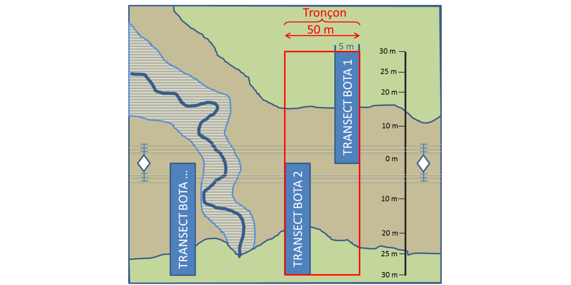 Disposition d'une paire de transects dans une zone homogène de 50 m. Selon l'étendue du site LIFE, l'observateur continue sa progression jusqu'à un nouvel habitat estimé représentatif.